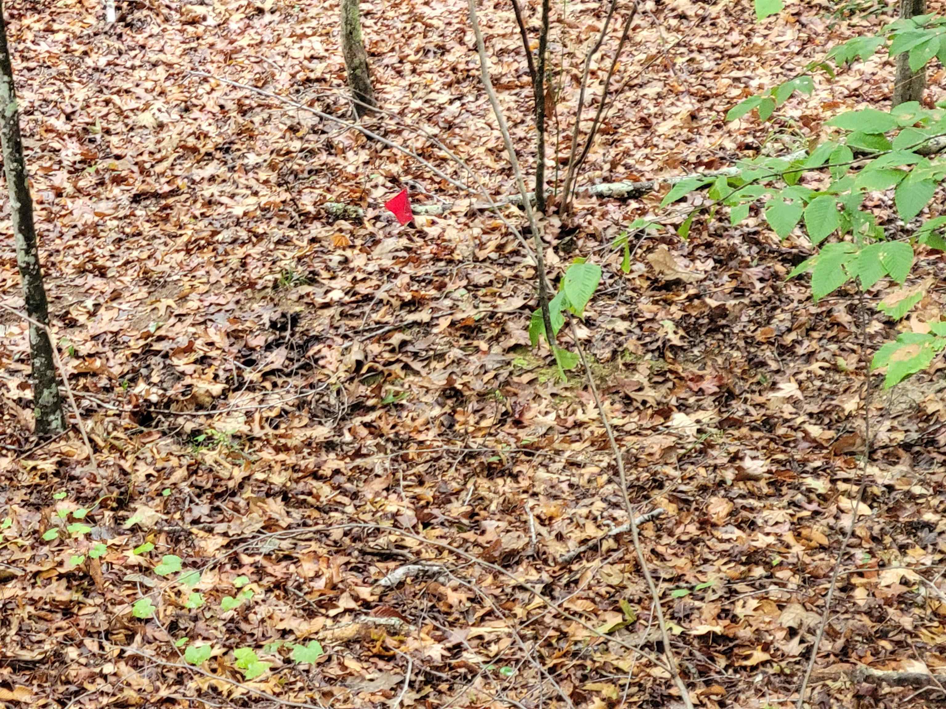 0 Sewell Road Selmer, TN 38375 - Photo 7 of 8