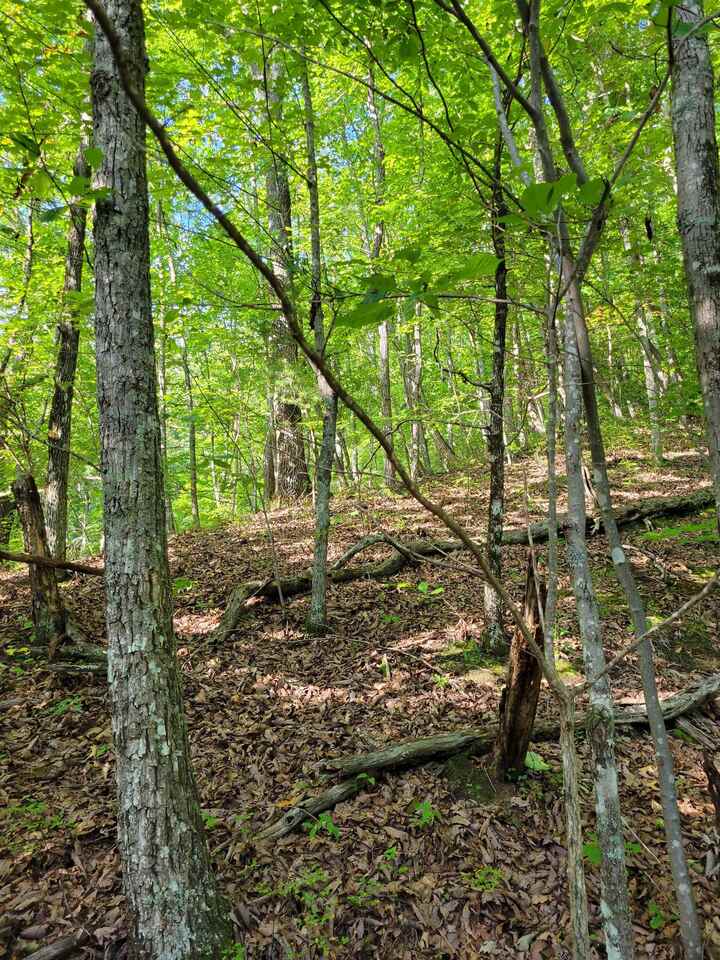 0 Brushy Top Road, Unit LOT 288 Ellijay, GA 30540 - Photo 1 of 1 Gallery Image 1