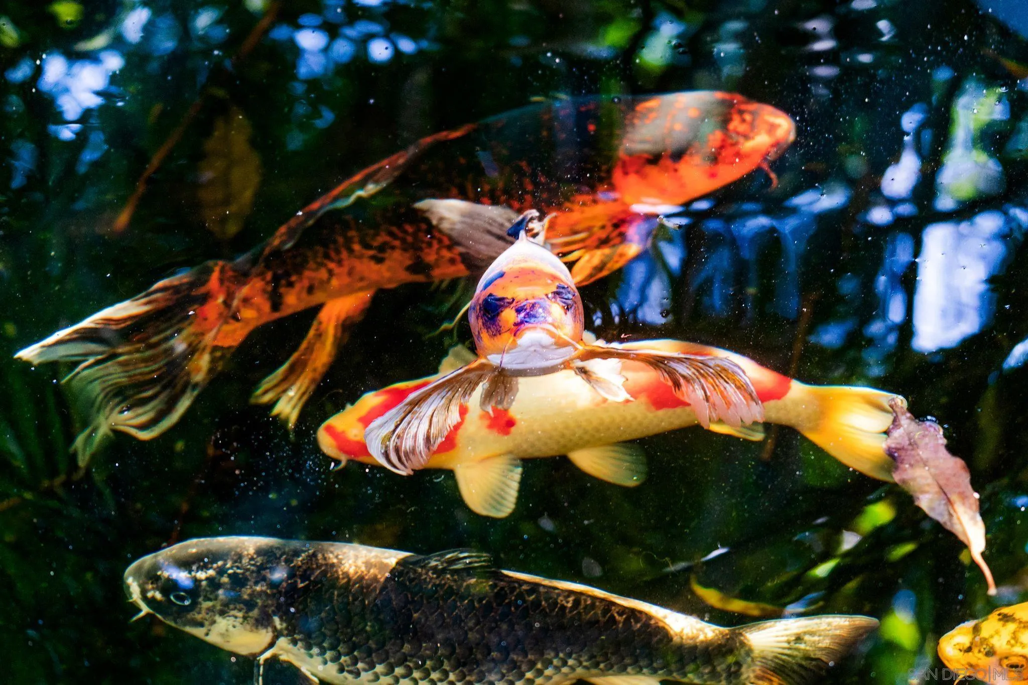 7304 Rue Michael La Jolla, CA 92037 - Photo 37 of 42