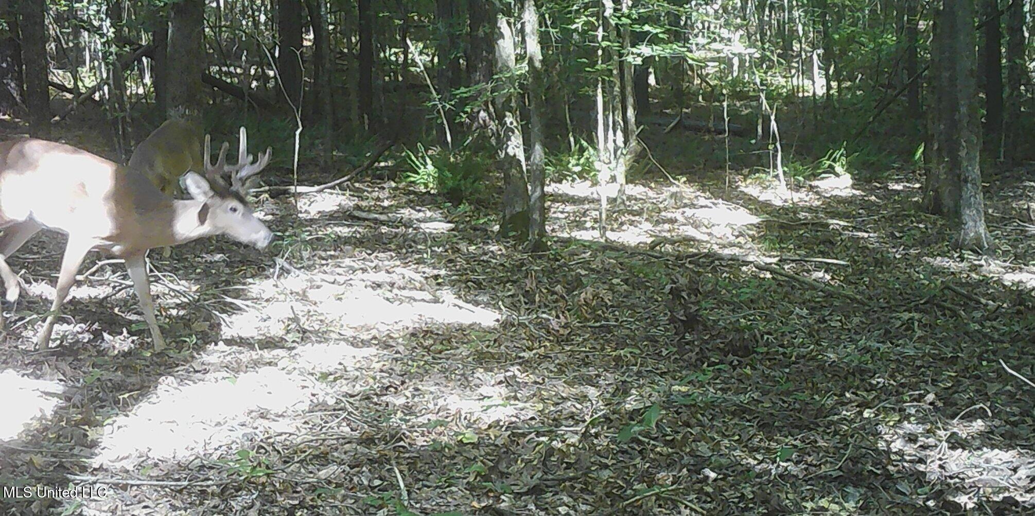 515 County Road 247, Unit COUNTRY Bruce, MS 38915 - Photo 19 of 56 00000036