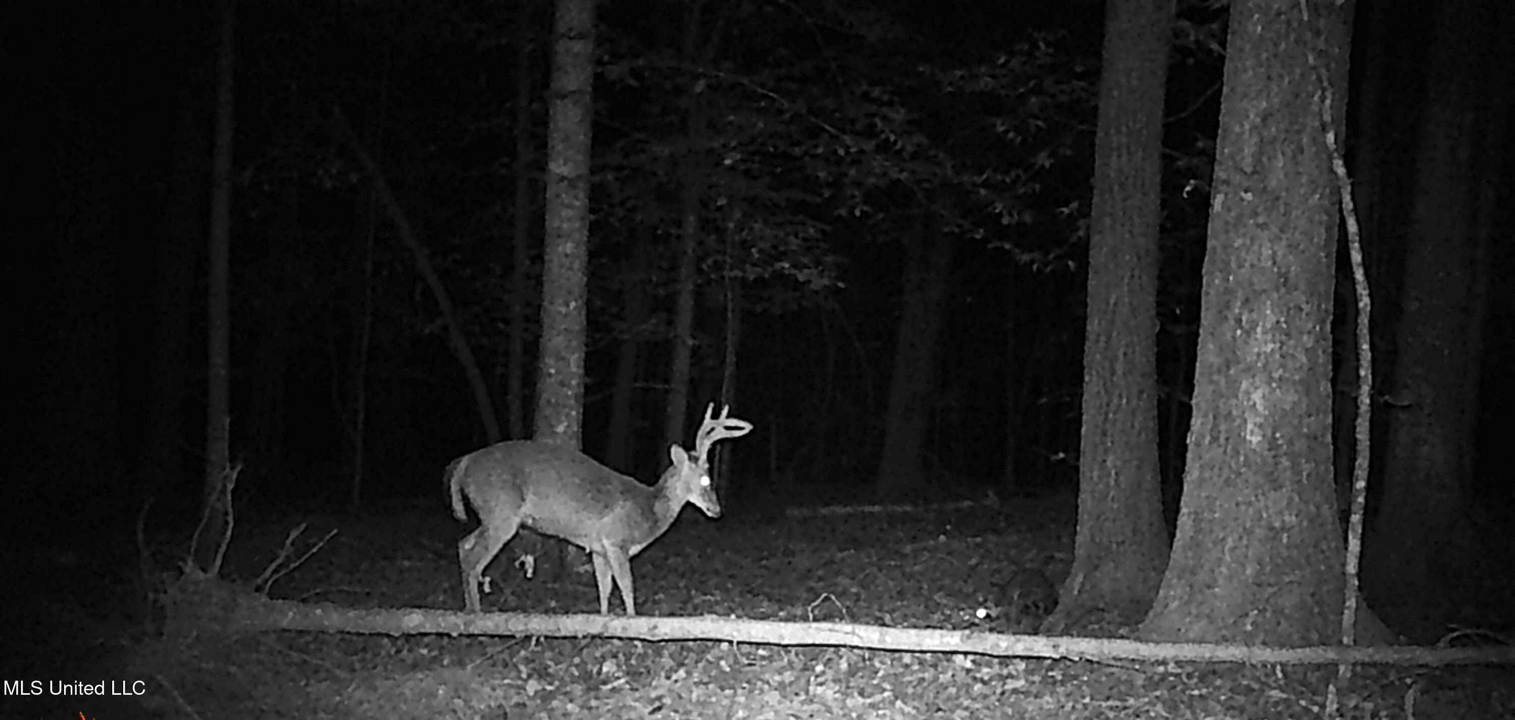 515 County Road 247, Unit COUNTRY Bruce, MS 38915 - Photo 25 of 56 WGI_0070