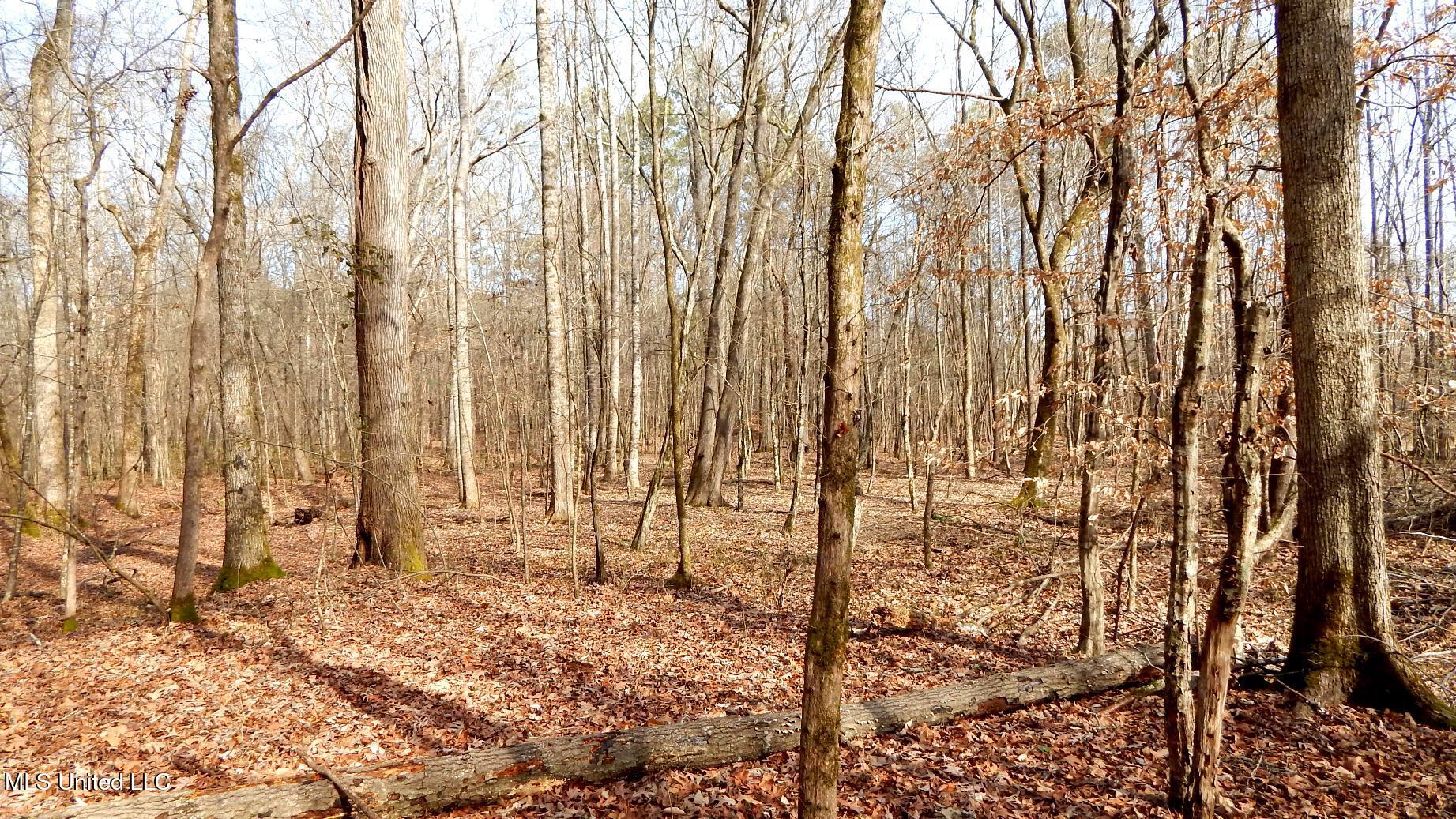 515 County Road 247, Unit COUNTRY Bruce, MS 38915 - Photo 30 of 56 DSCN6560