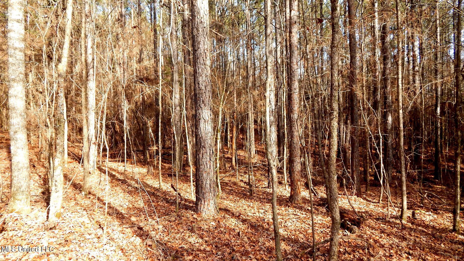 515 County Road 247, Unit COUNTRY Bruce, MS 38915 - Photo 32 of 56 DSCN6563