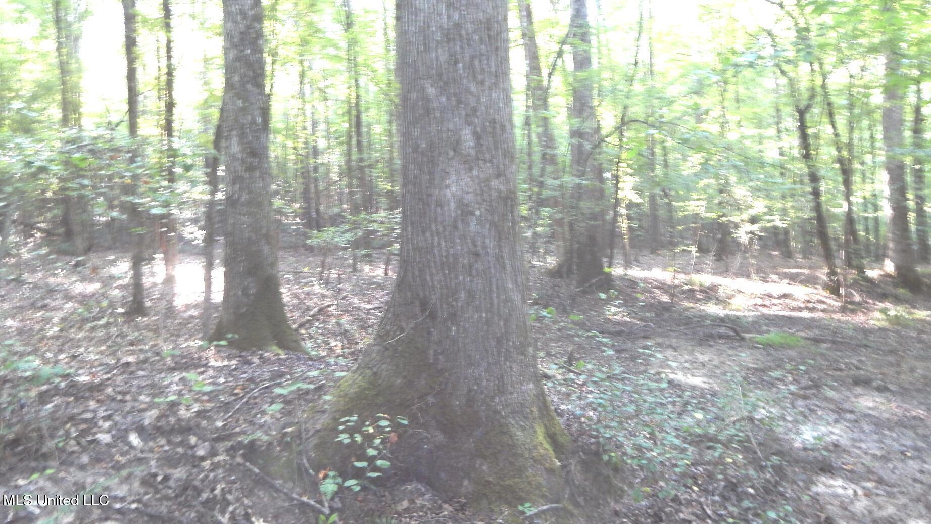 515 County Road 247, Unit COUNTRY Bruce, MS 38915 - Photo 4 of 56 DSCN5617