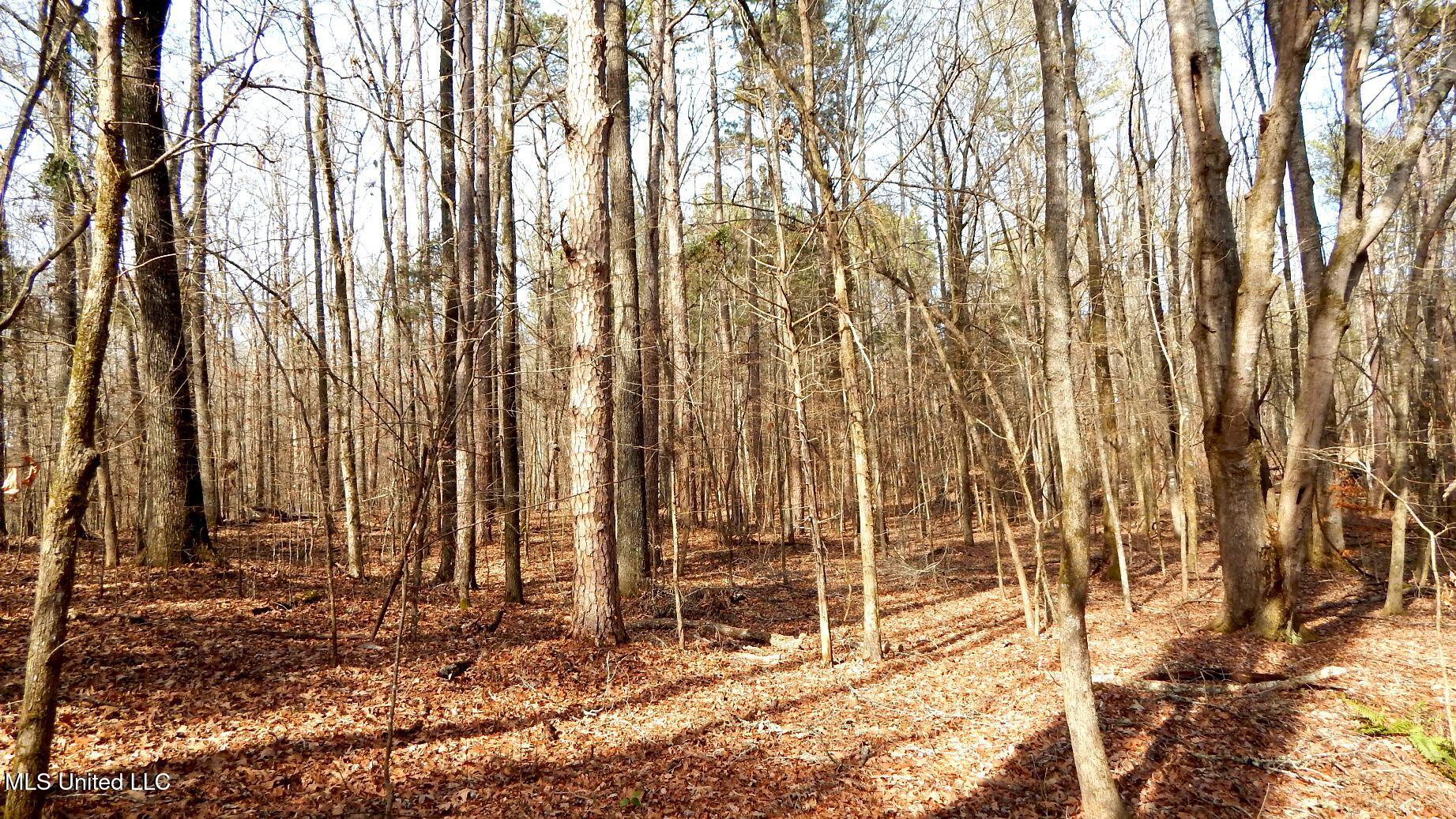 515 County Road 247, Unit COUNTRY Bruce, MS 38915 - Photo 41 of 56 DSCN6574