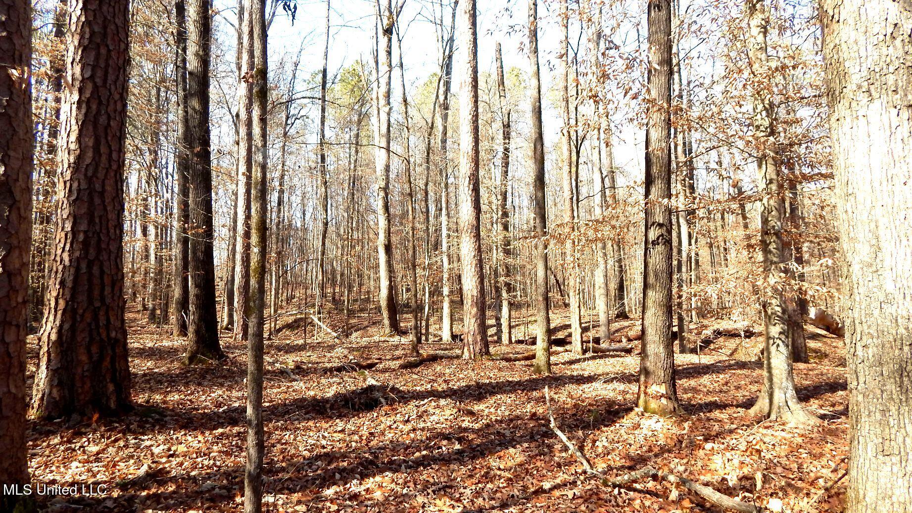 515 County Road 247, Unit COUNTRY Bruce, MS 38915 - Photo 47 of 56 DSCN6582