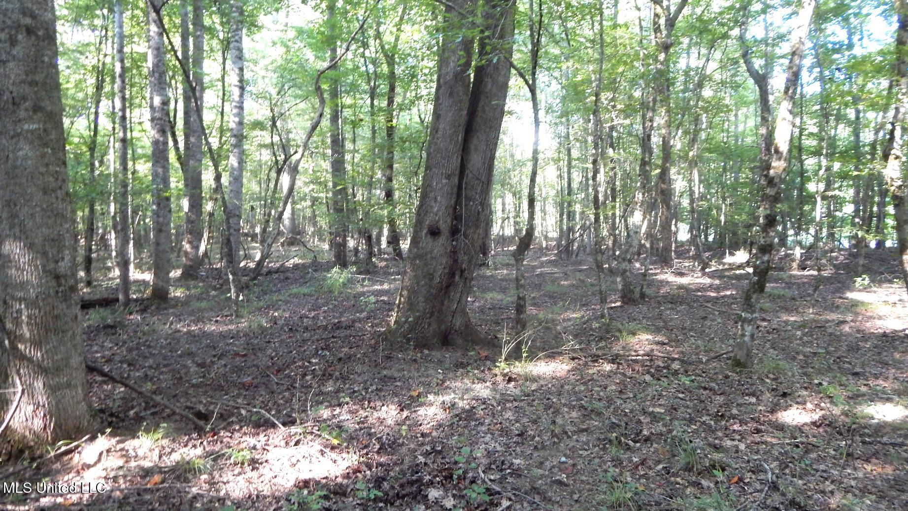 515 County Road 247, Unit COUNTRY Bruce, MS 38915 - Photo 6 of 56 DSCN5620