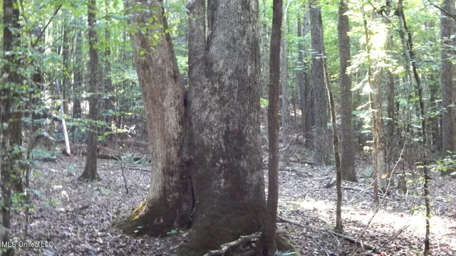 $249,900 | 515 County Road 247, Unit COUNTRY, Bruce, MS 38915