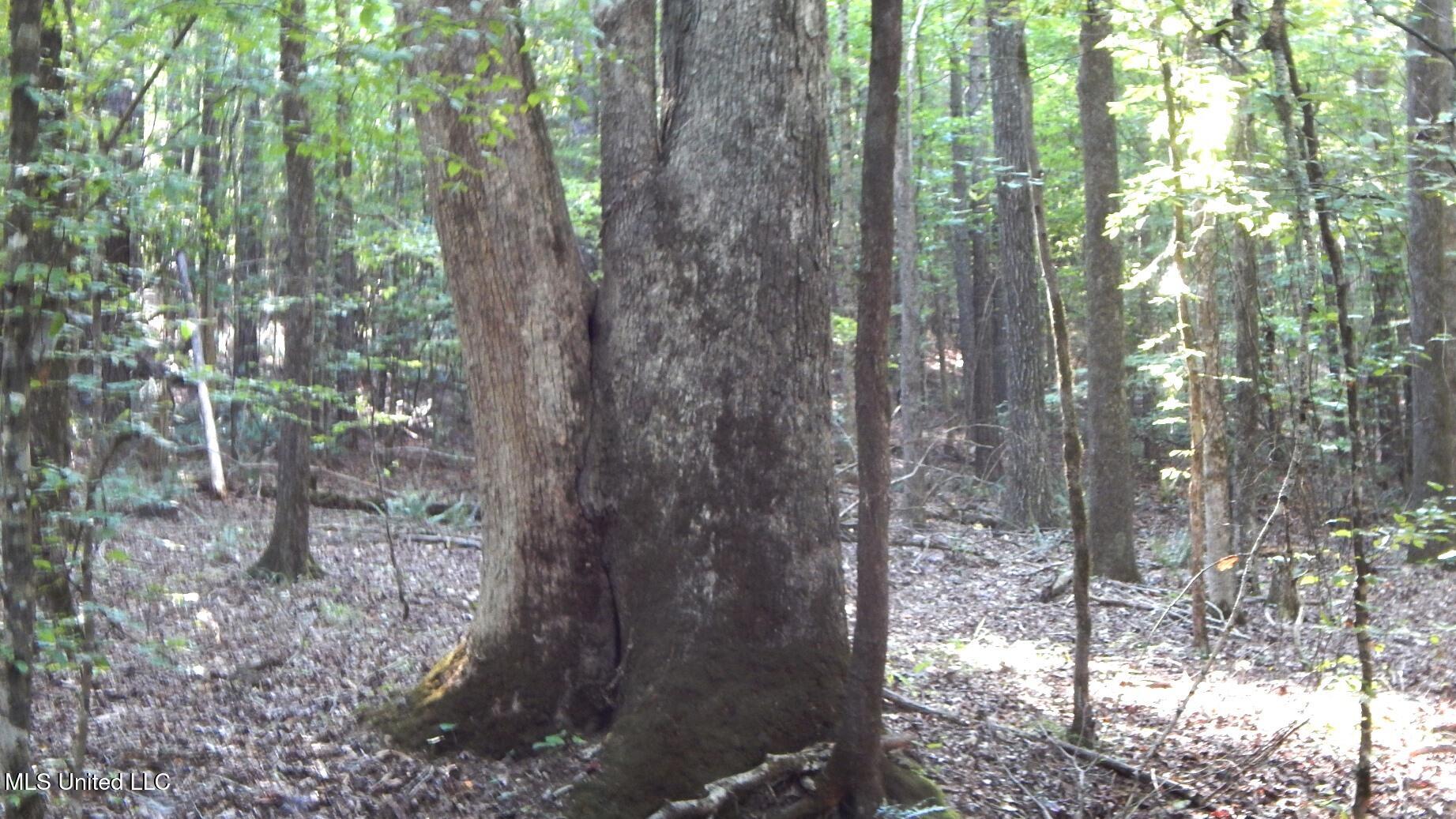 515 County Road 247, Unit COUNTRY Bruce, MS 38915 - Photo 7 of 56 DSCN5621