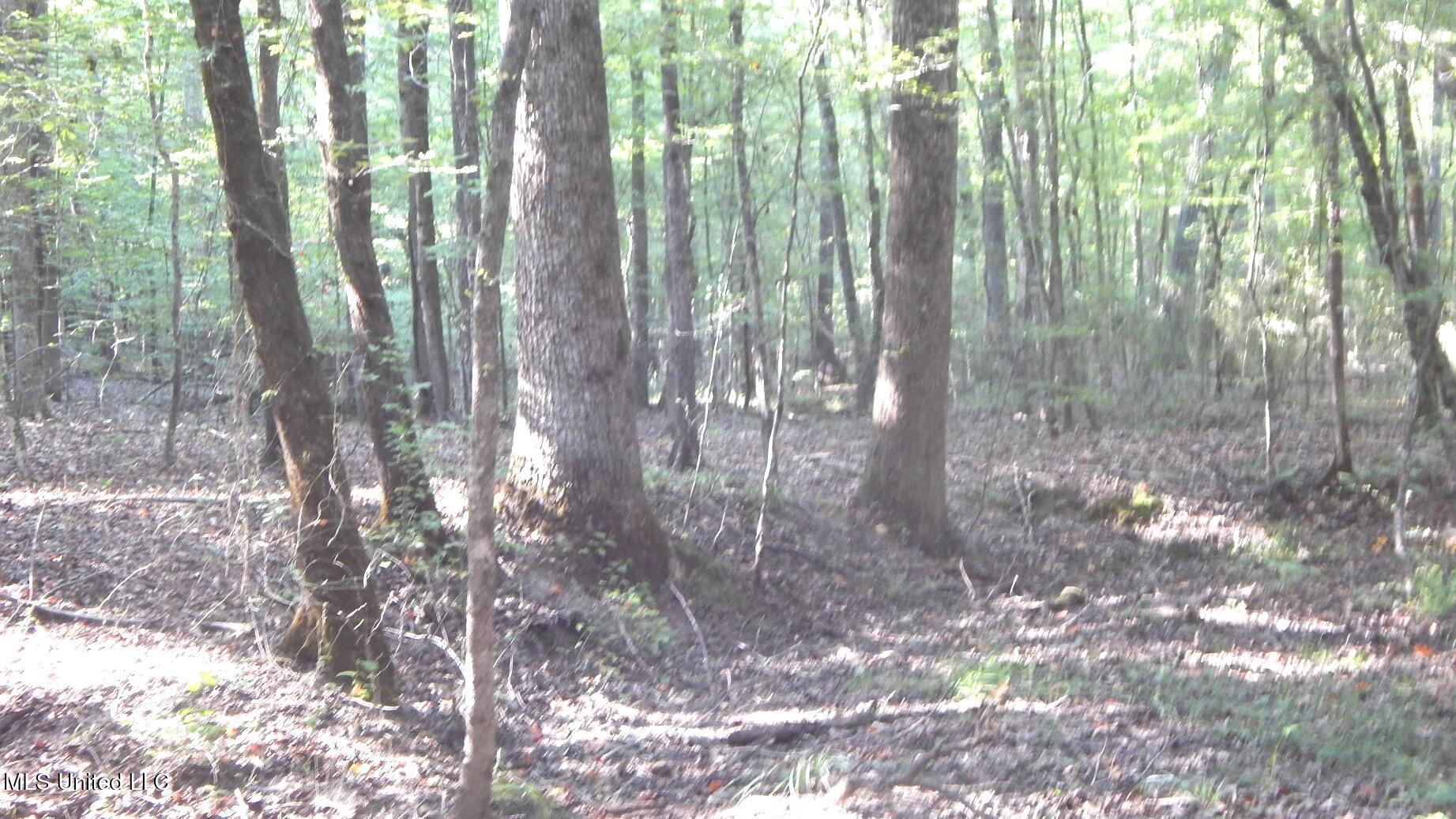 515 County Road 247, Unit COUNTRY Bruce, MS 38915 - Photo 8 of 56 DSCN5622