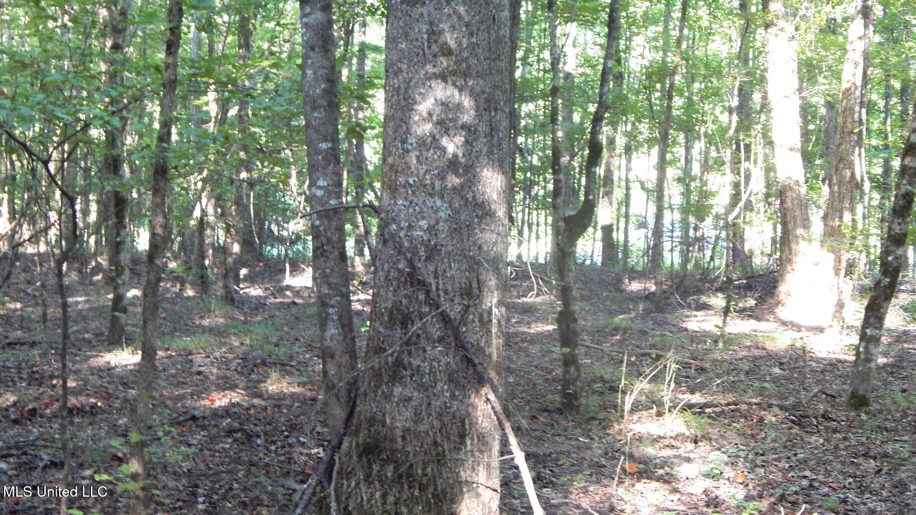 515 County Road 247, Unit COUNTRY Bruce, MS 38915 - Photo 10 of 56 DSCN5624