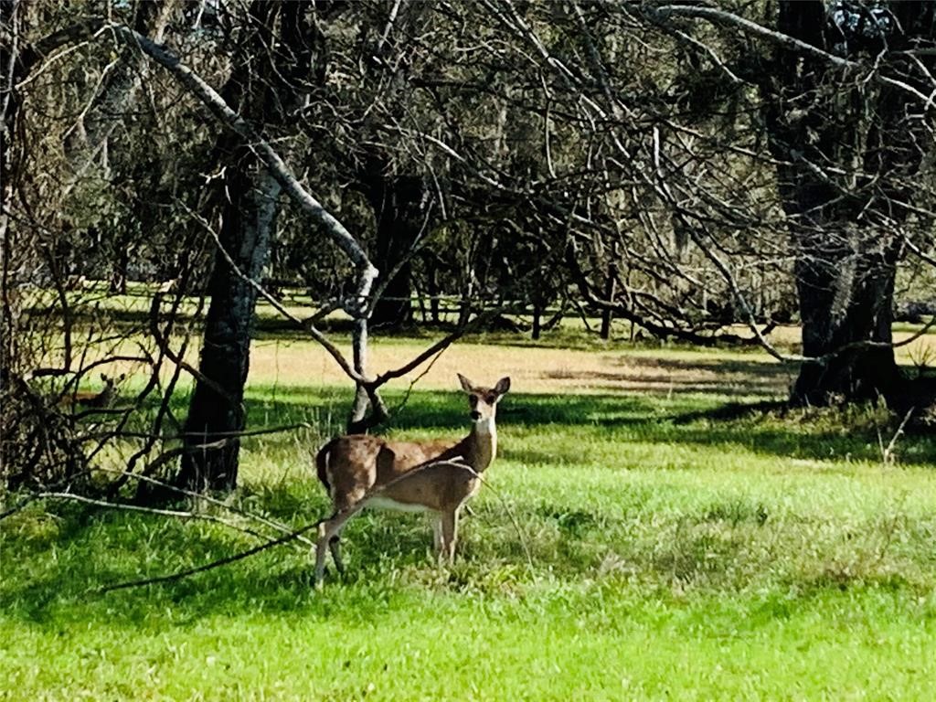 274 Pony Trail Angleton, TX 77515 - Photo 17 of 18