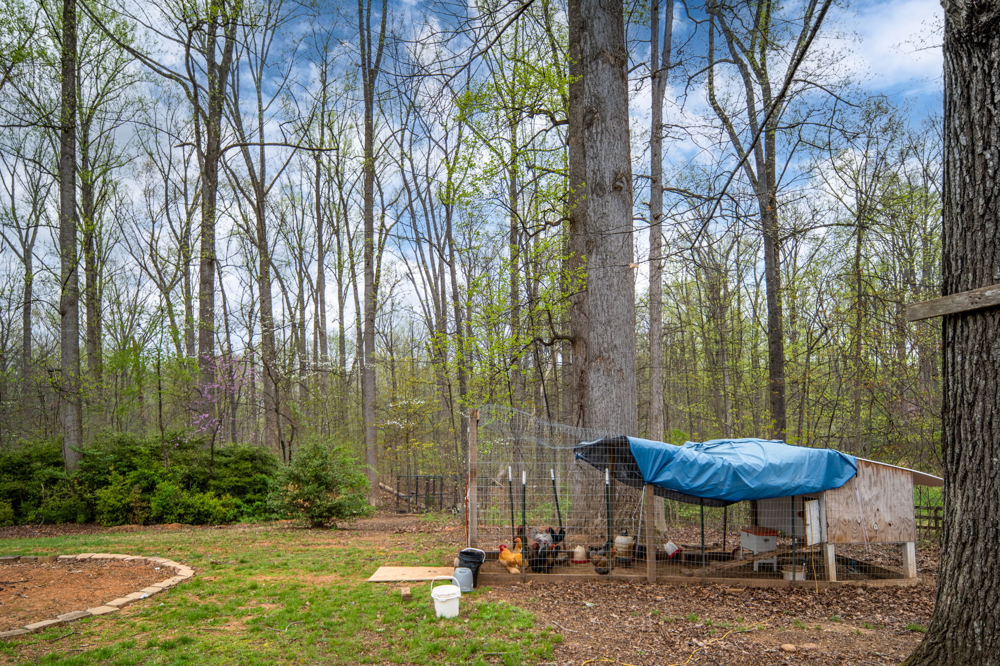60 Richards Ferry Road Fredericksburg, VA 22406 - Photo 32 of 41 Trees everywhere!!