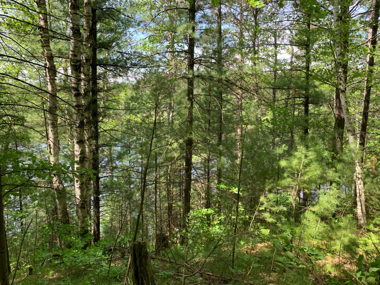 Lot 3 Somo Ridge Drive Tomahawk, WI 54487 - Photo 2 of 12 Gallery Image 2