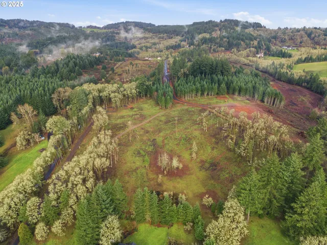 a view of a forest with a mountain