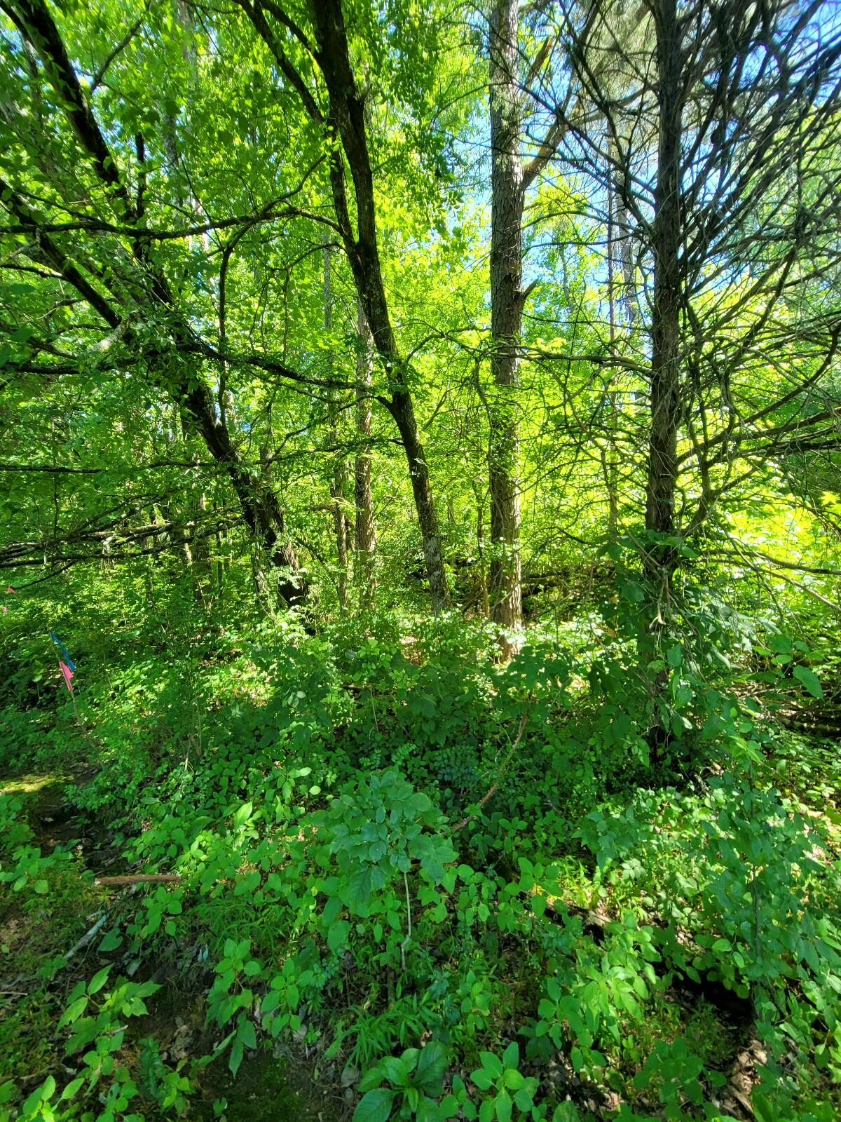 0 Wolf Creek Road Spring City, TN 37381 - Photo 14 of 15