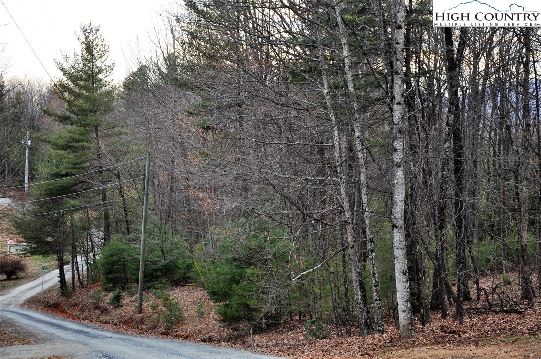 Country Road Deep Gap, NC 28618 - Photo 11 of 11 a view of a forest filled with trees