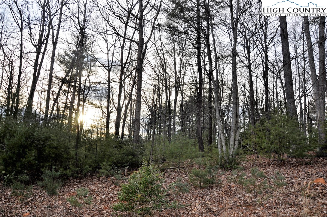 Country Road Deep Gap, NC 28618 - Photo 4 of 11 a view of a forest with trees in the background
