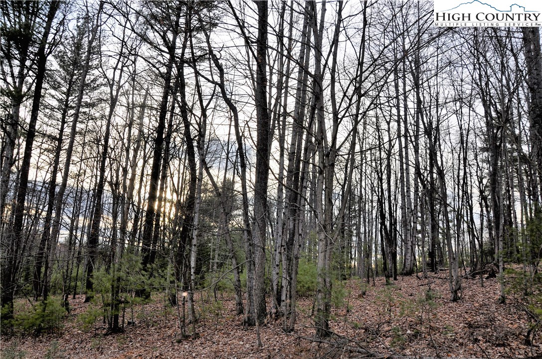 Country Road Deep Gap, NC 28618 - Photo 5 of 11 a view of a forest