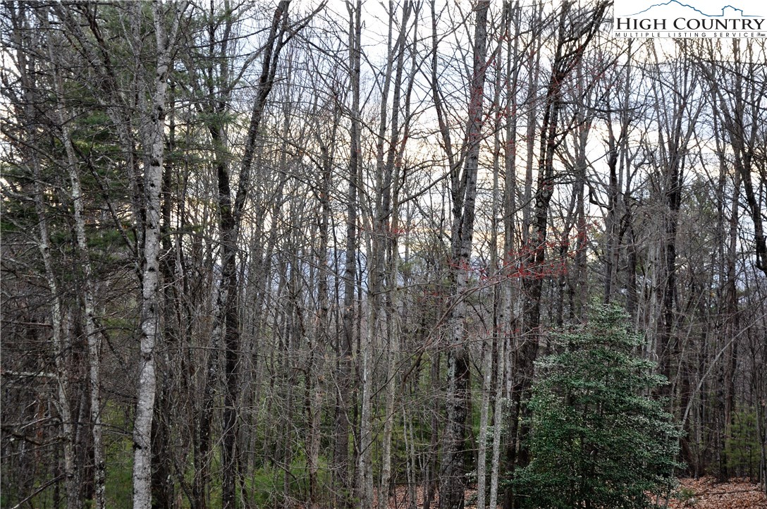 Country Road Deep Gap, NC 28618 - Photo 7 of 11 a view of forest