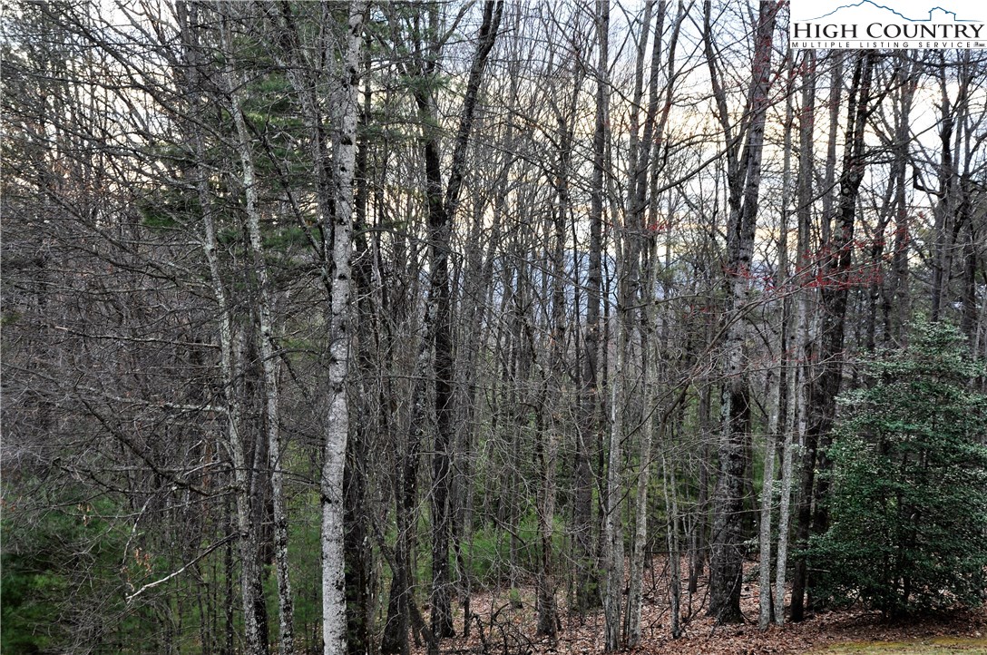 Country Road Deep Gap, NC 28618 - Photo 8 of 11 a view of forest