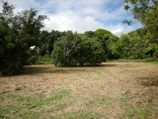 30 G Moa Road Kapaa, HI 96746 - Photo 6 of 6 a backyard of a house with lots of green space