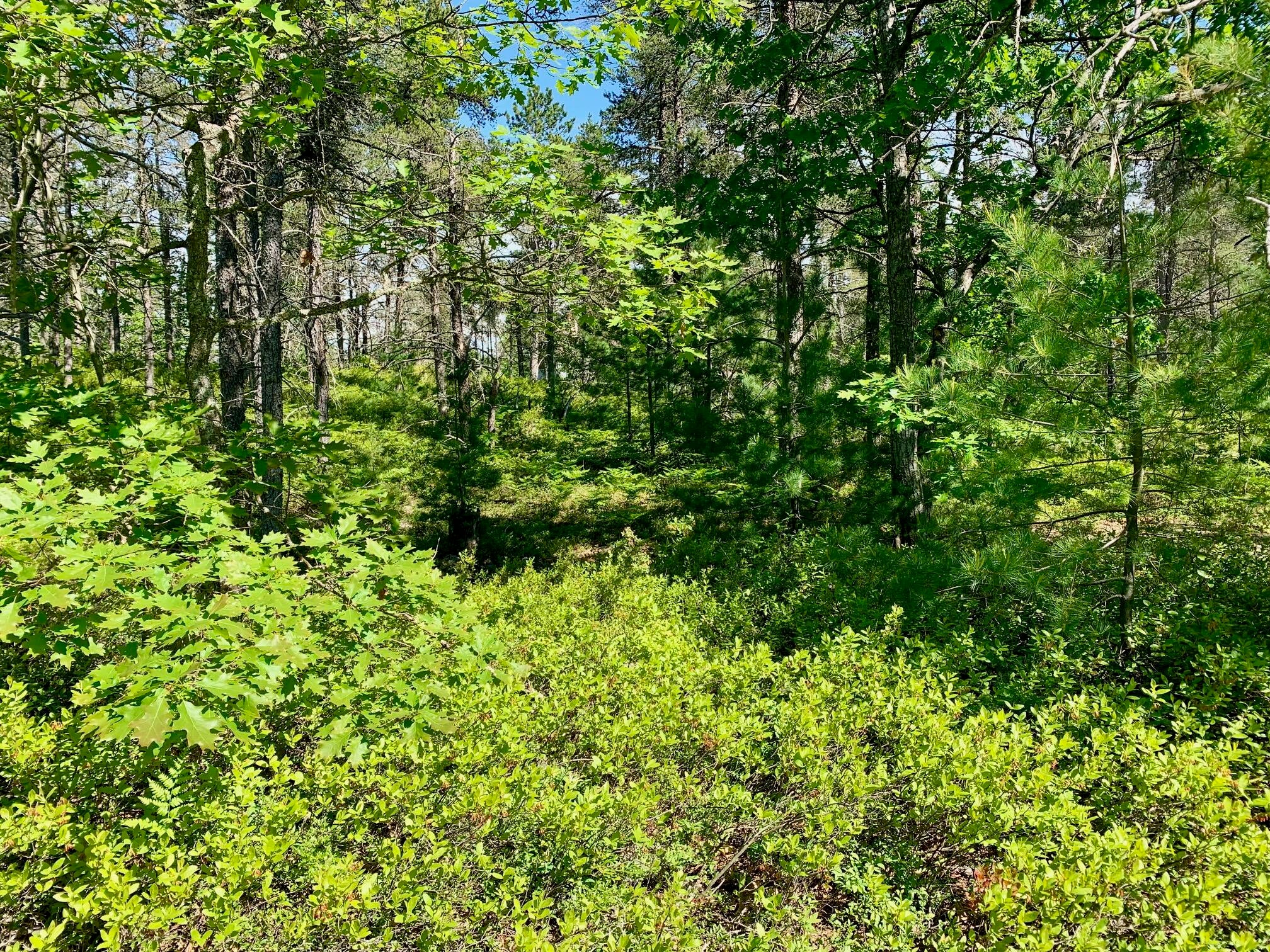 13713 North Whitefish Point Road Paradise, MI 49768 - Photo 6 of 11 Gallery Image 6