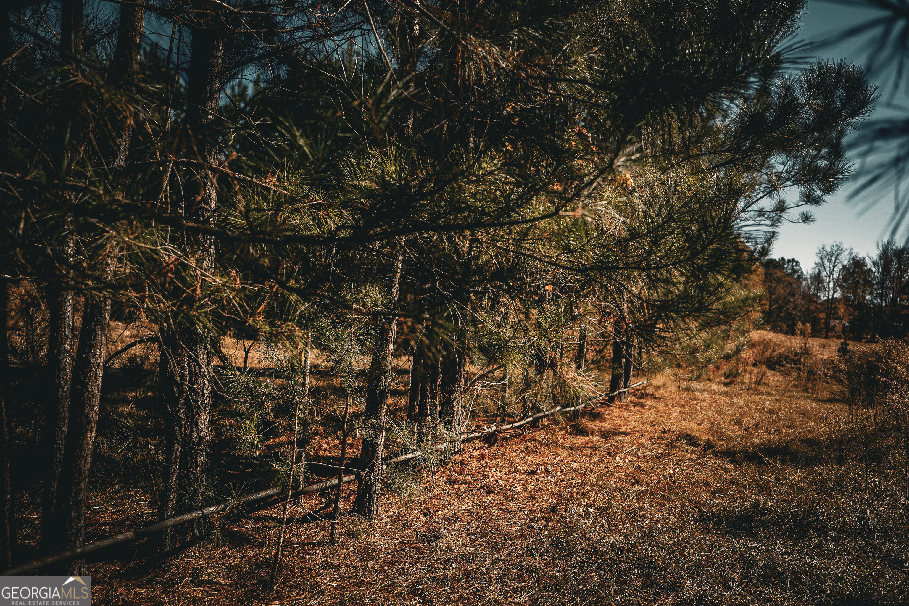 814 Oak Grove Church Road Musella, GA 31066 - Photo 23 of 55 a view of forest