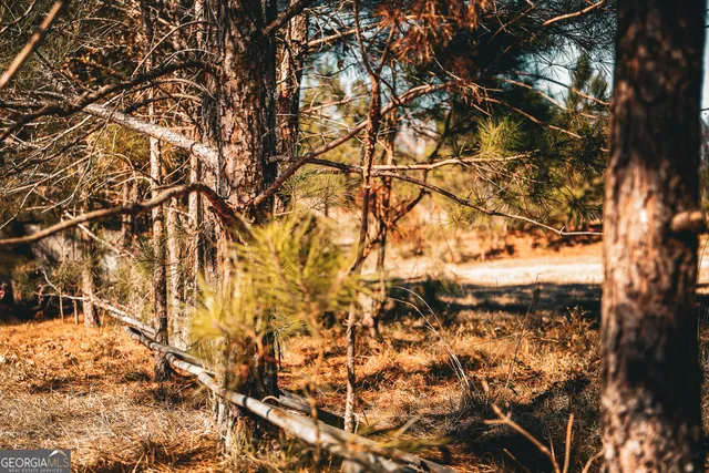 a view of yard with trees