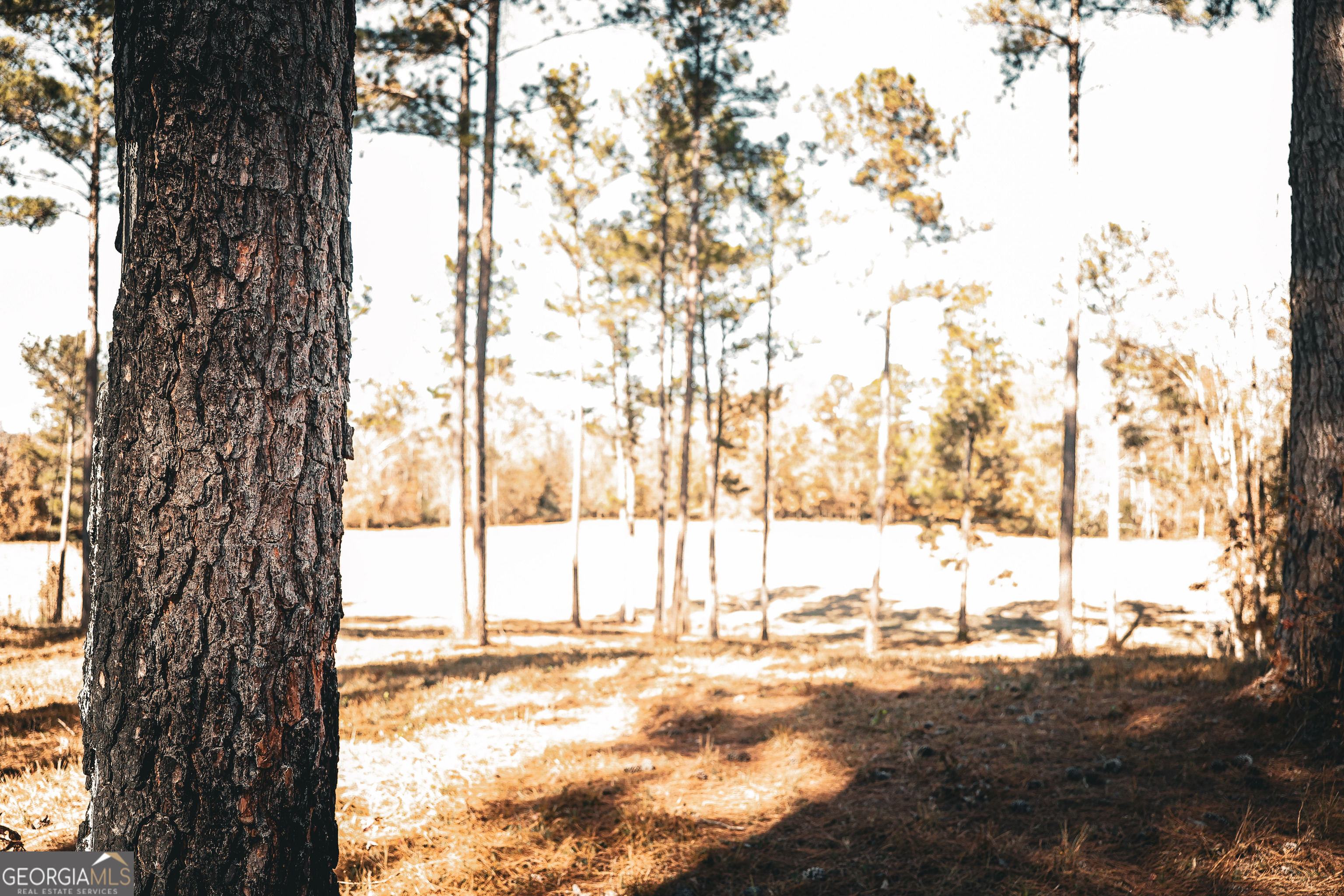 814 Oak Grove Church Road Musella, GA 31066 - Photo 30 of 55 a view of yard with trees