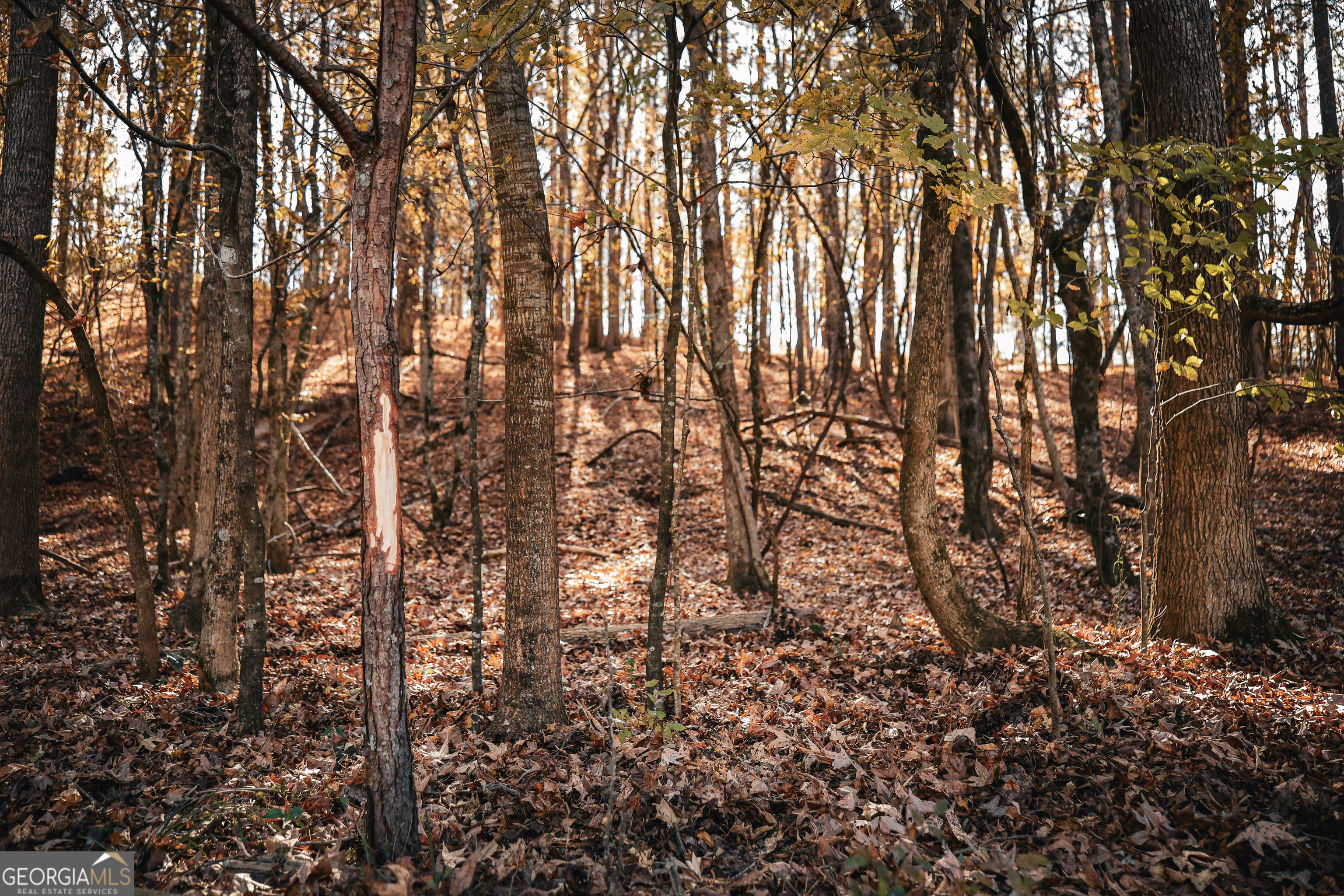 814 Oak Grove Church Road Musella, GA 31066 - Photo 36 of 55