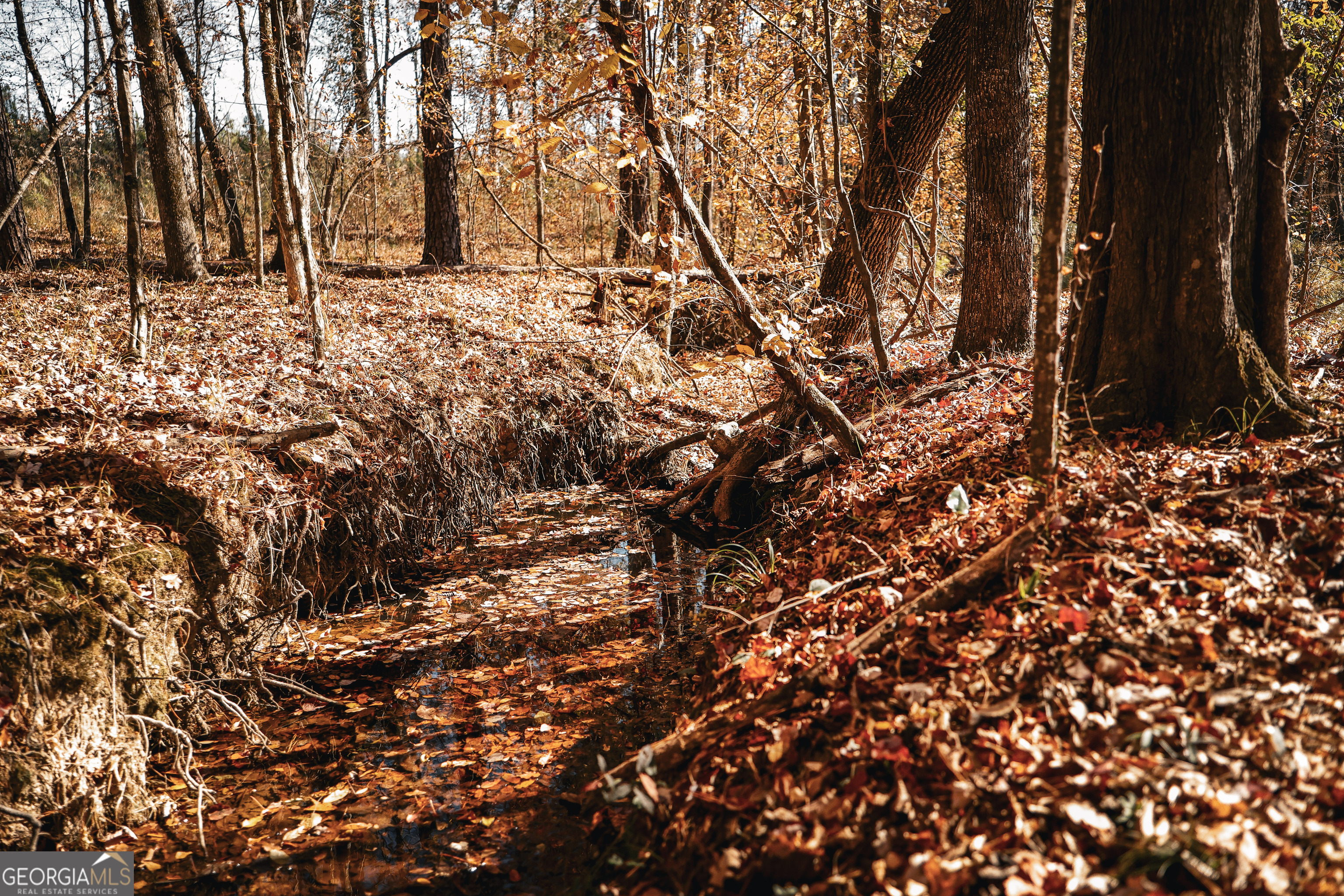 814 Oak Grove Church Road Musella, GA 31066 - Photo 43 of 55 a view of covered with trees