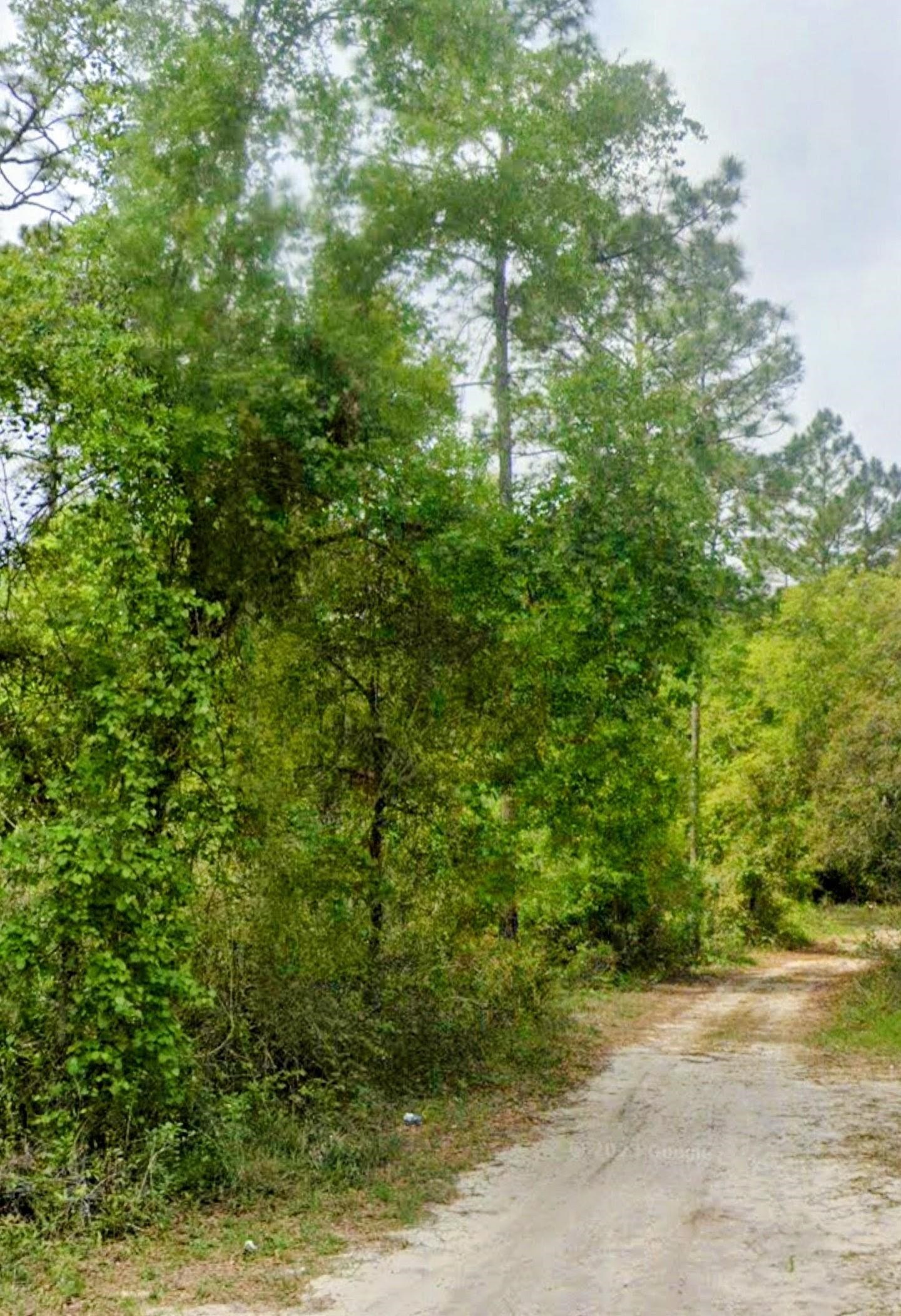 a view of a plants with a tree