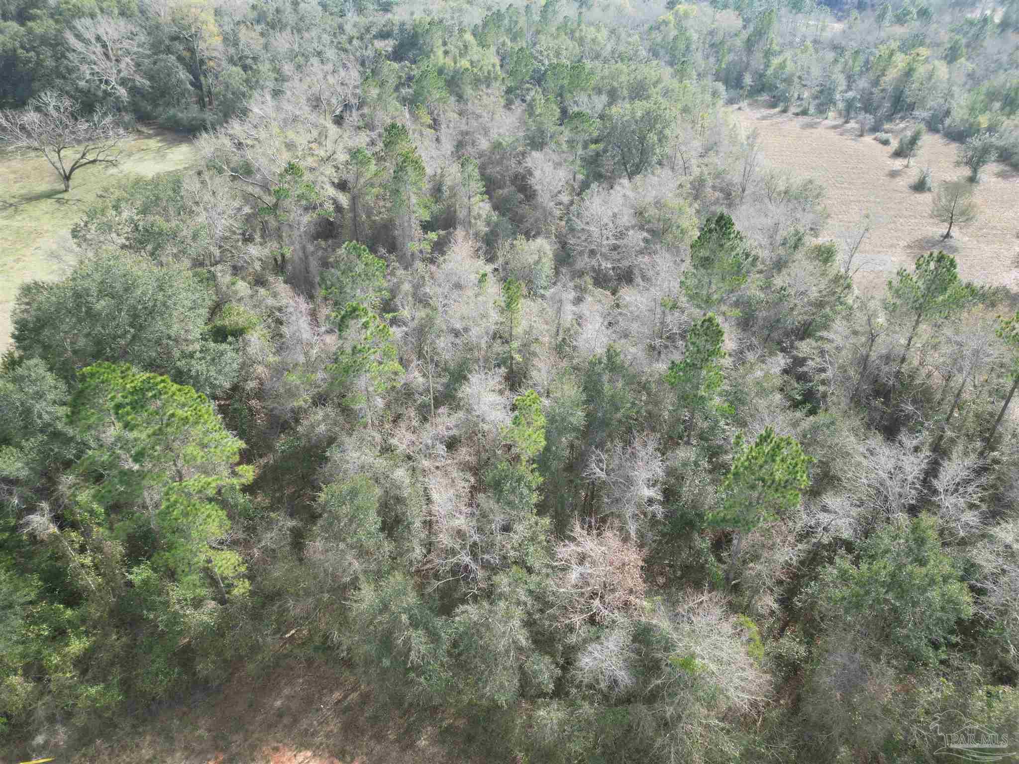 Lot 47 Arbor Ridge Road Pace, FL 32571 - Photo 3 of 8 a view of a forest with lots of trees