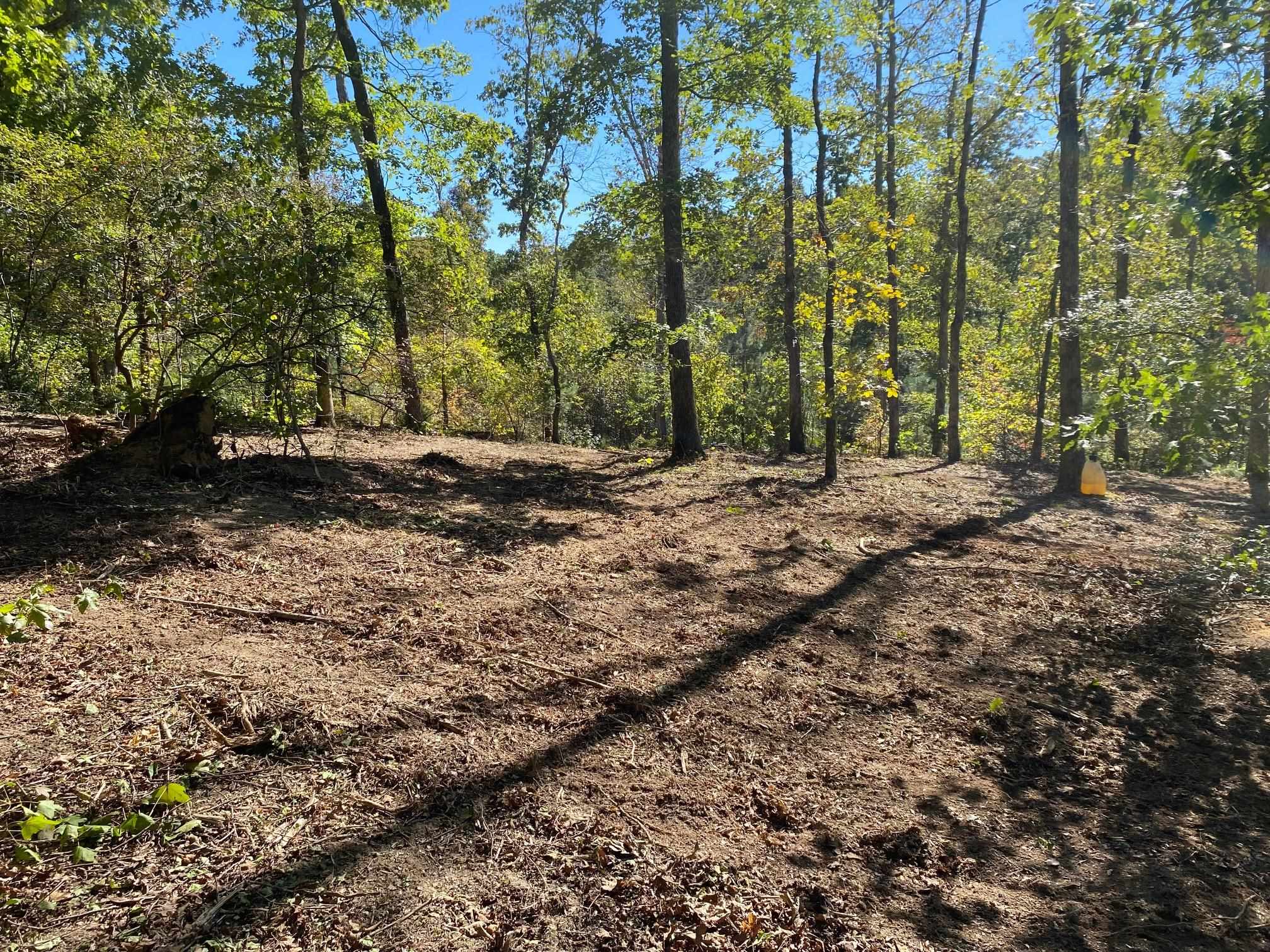 a view of a yard with plants and trees