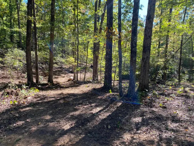 a view of a forest with trees in the background