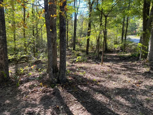 a view of outdoor space and tree