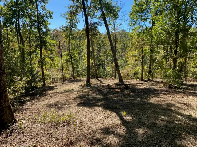 a view of a tree next to a yard