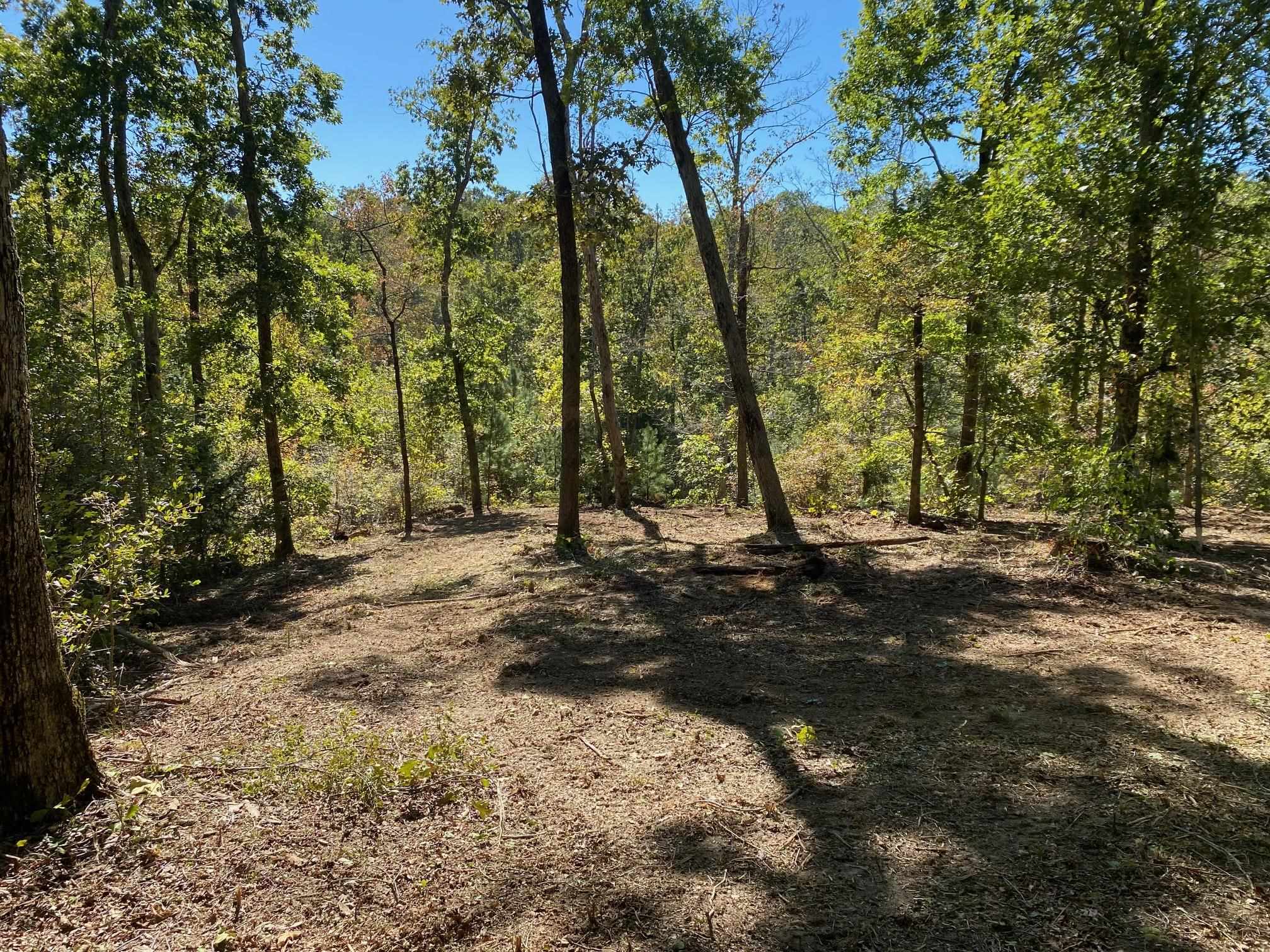 Hughes Road Henderson, TN 38340 - Photo 6 of 8 a view of a tree next to a yard