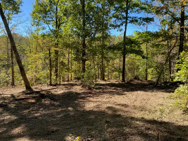 a view of a yard with plants and trees