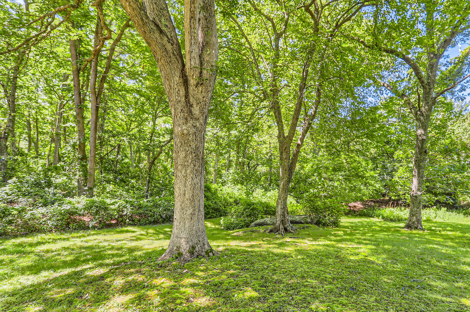 3 Fulling Mill Road Chilmark, MA 02535 - Photo 9 of 48 a yard with trees in the background