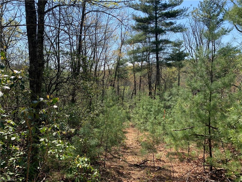 Lot 109 Pepper Bush Road Purlear, NC 28665 - Photo 5 of 9