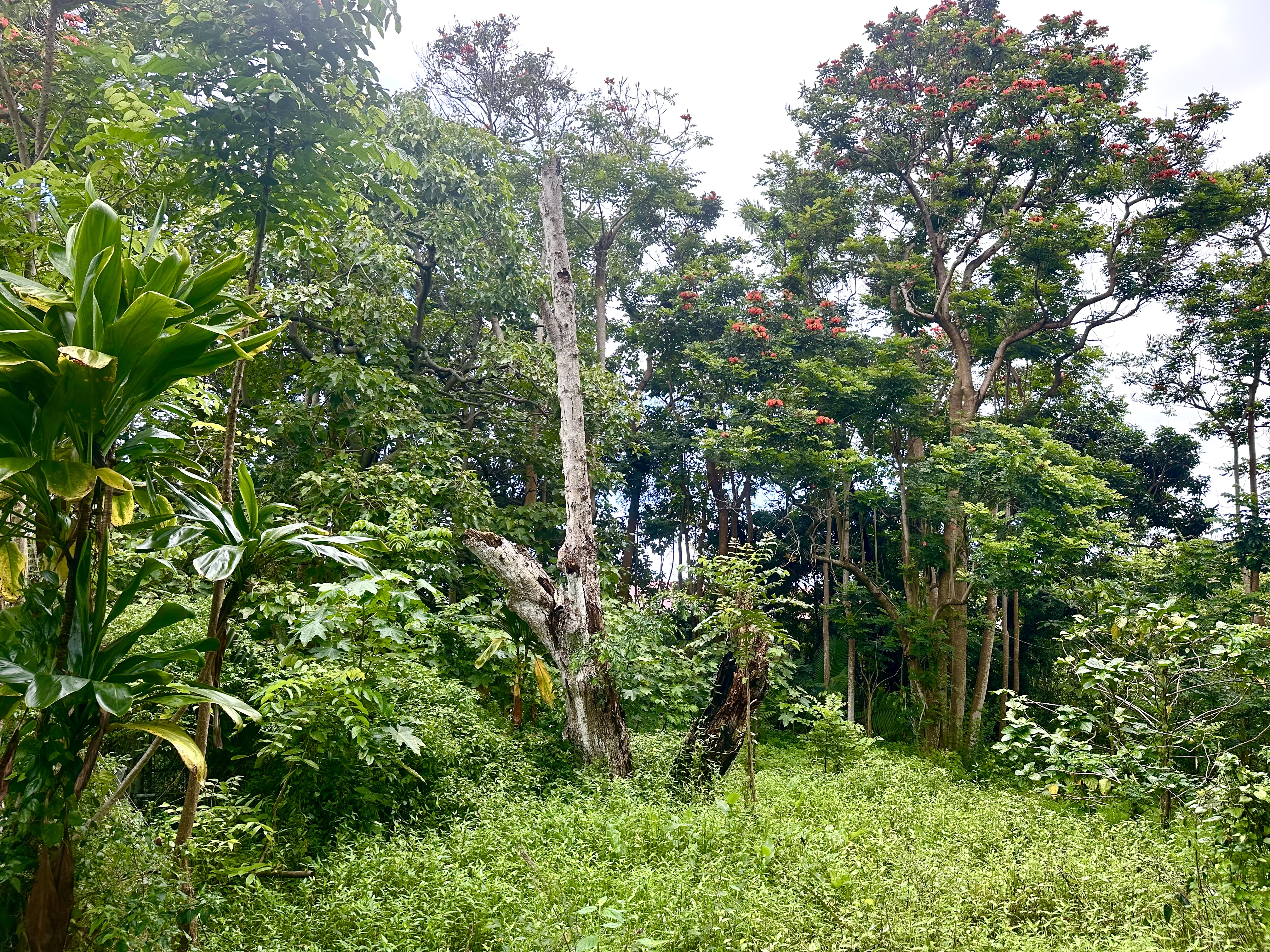 83-5532 Middle Keei Road Captain Cook, HI 96704 - Photo 18 of 24 Gallery Image 18