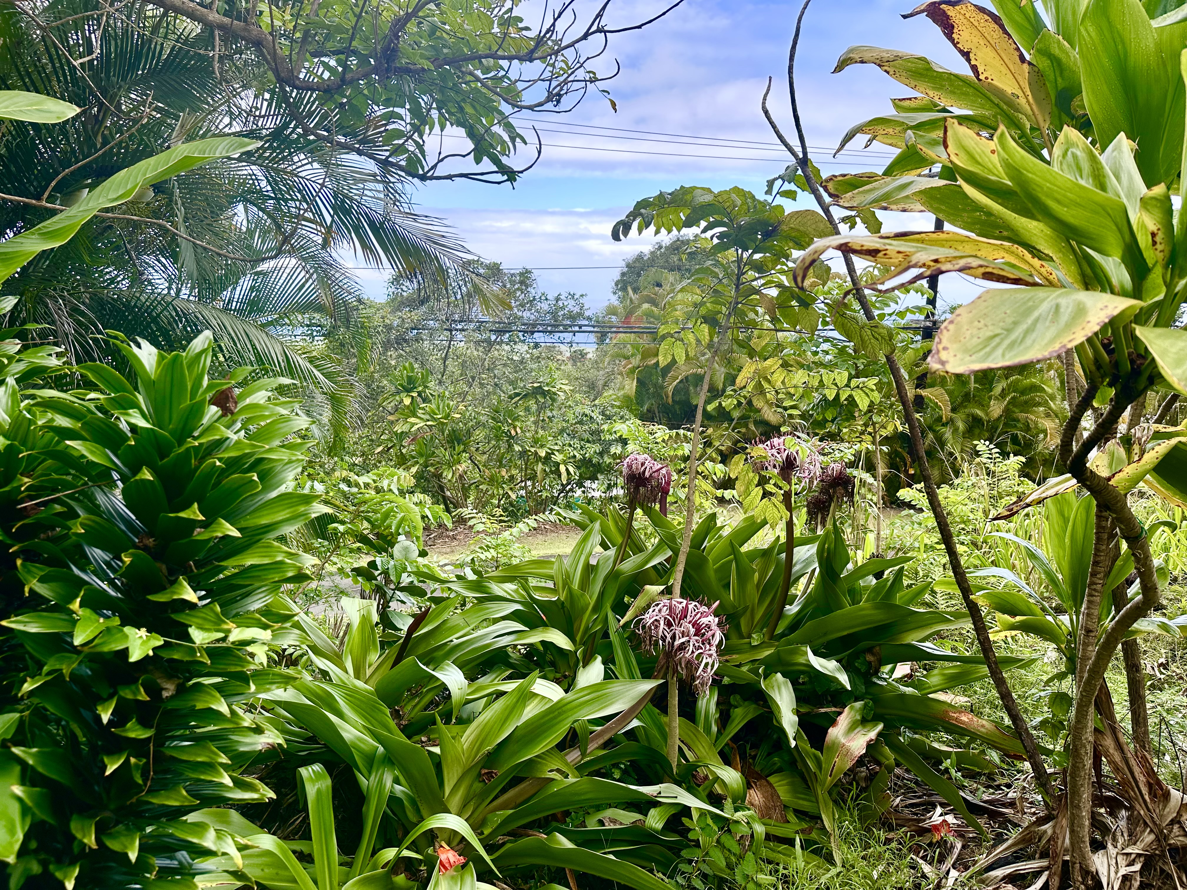 83-5532 Middle Keei Road Captain Cook, HI 96704 - Photo 19 of 24 Gallery Image 19