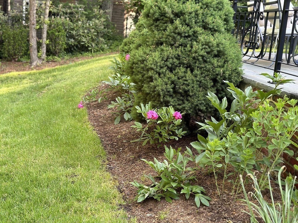 11 Laurel Road Brookline, MA 02467 - Photo 17 of 24 a view of a yard with plants and trees