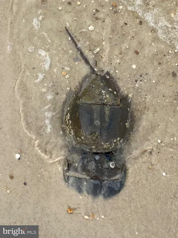 $450,000 | 15363 Holly Drive, Scotland, MD 20687