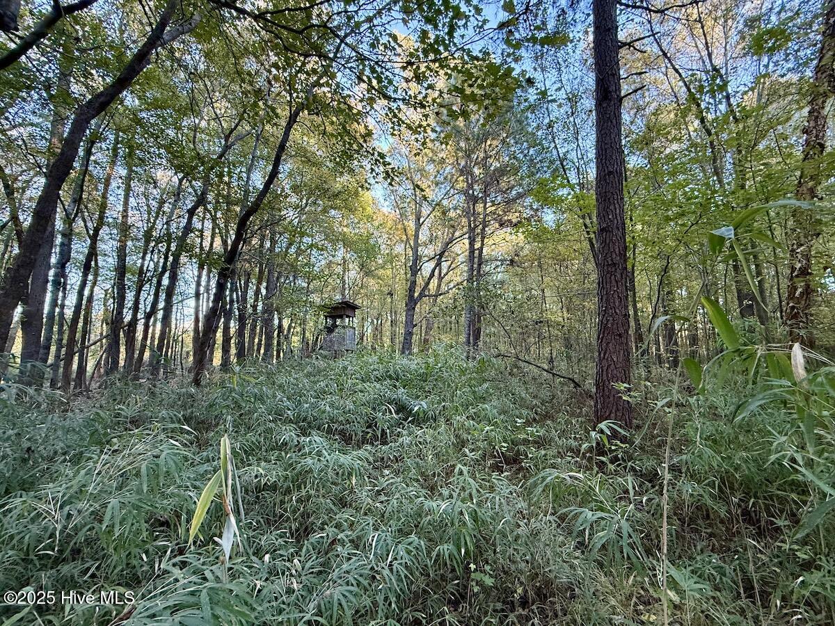 247 Quitsna Road Windsor, NC 27983 - Photo 14 of 30 14