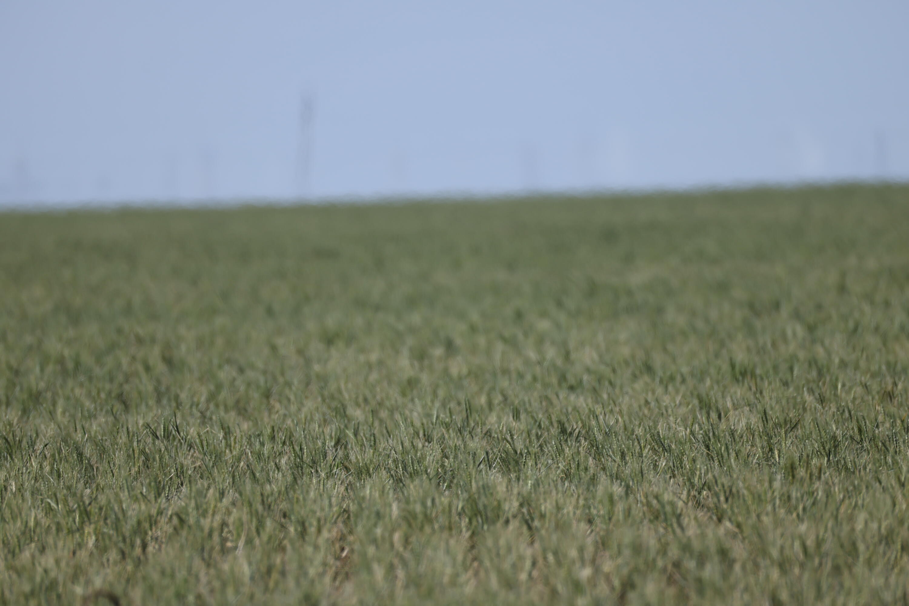 3045 Ranch Road Perryton, TX 79070 - Photo 4 of 12 AF2A0308