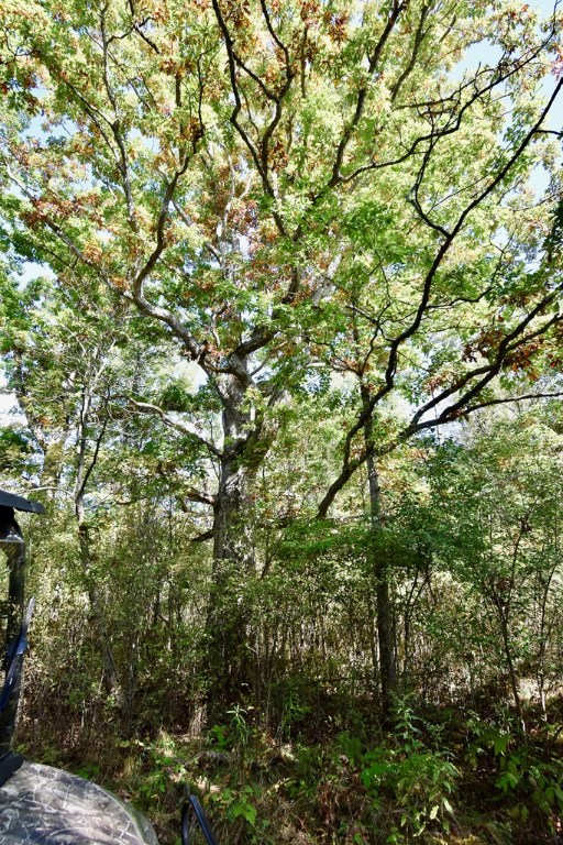 1980 County Rt 81 Addison, NY 14801 - Photo 5 of 11