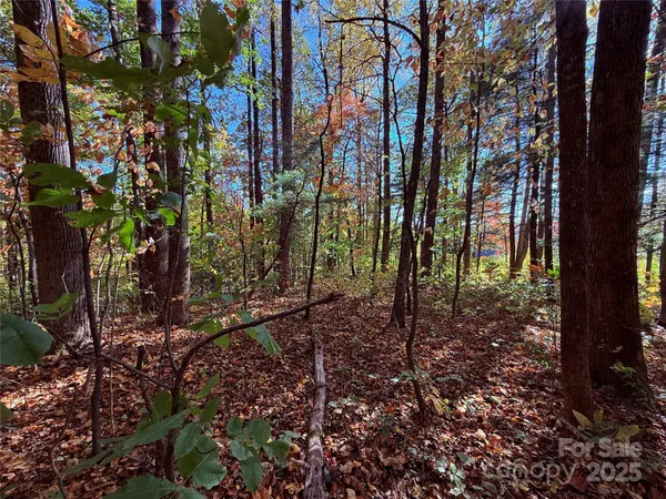 a view of a forest that has large trees